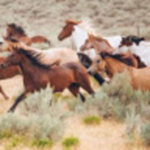 Meet your Posher, Charlotte